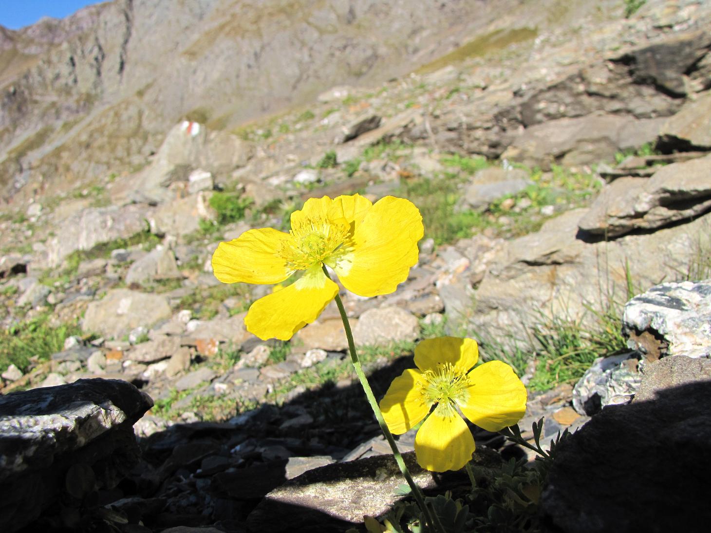 Noccaea corymbosa (=Thlaspi lereschianum) e Papaver alpinum